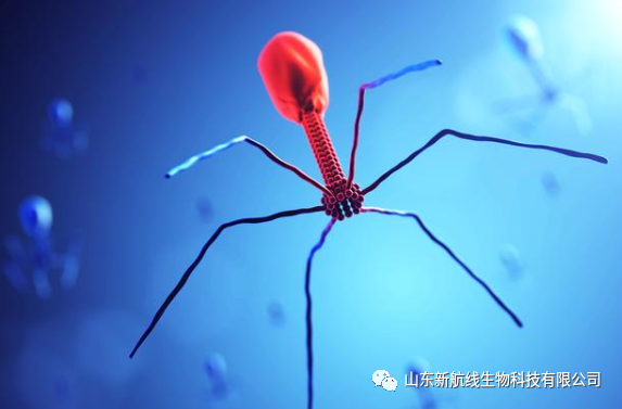【科普专题】天然“捕食”细菌的病毒“噬菌体”