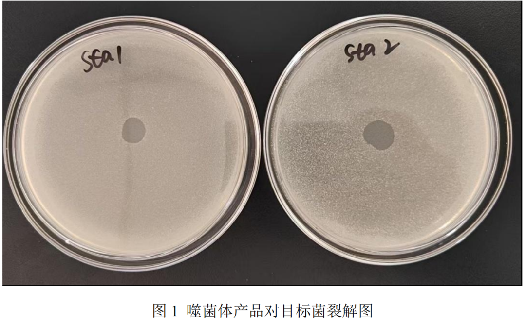 这种菌成养殖与食品业全链条杀手？新航线噬菌体方案就位！